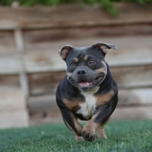 Bozo Male Puppy