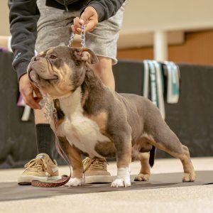SanAndreasBullyz-1