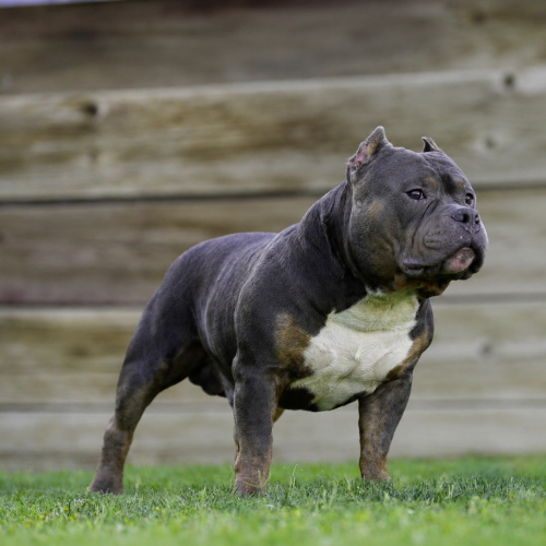 bullet