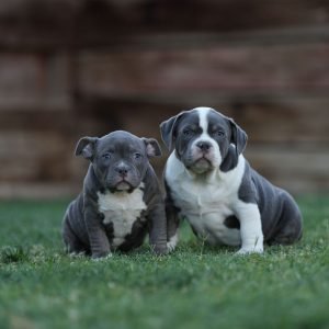 puppies fun