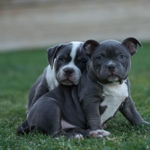 puppies